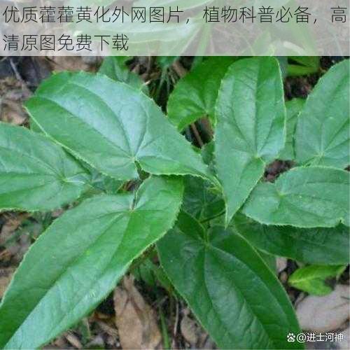 优质藿藿黄化外网图片，植物科普必备，高清原图免费下载